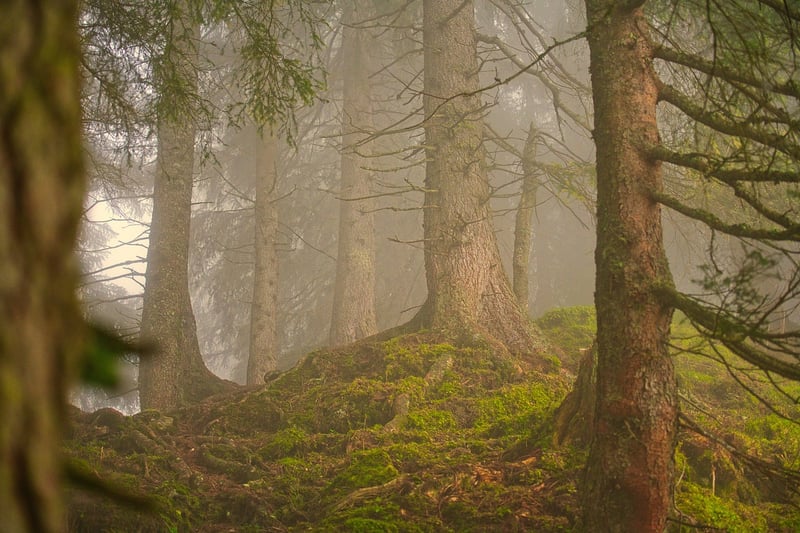 Legendary Forest
